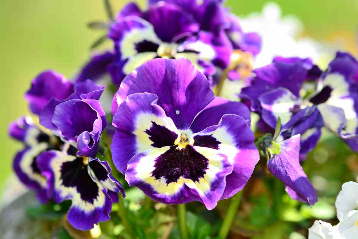 Fleurs Planter Dans Son Jardin En Avril D Broussaillez