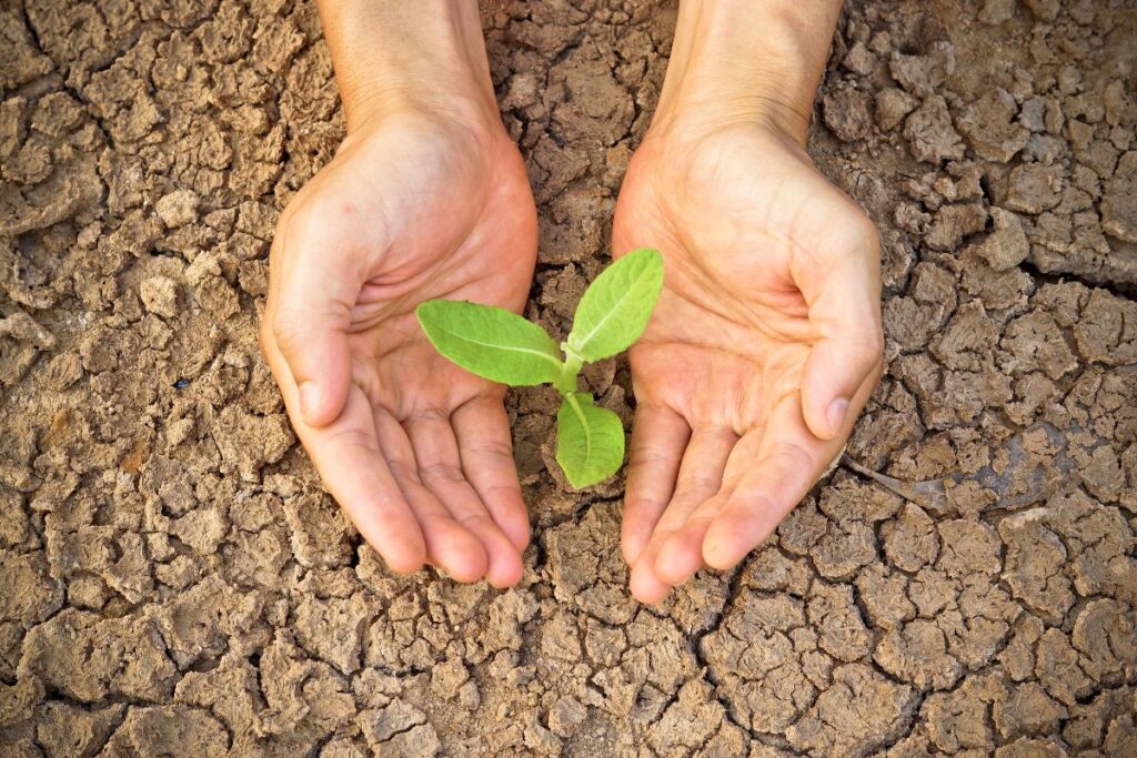 Alerte Canicule Conseils Cologiques Pour Pr Server Votre Jardin