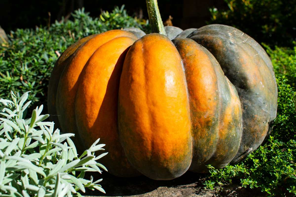 Le point sur les variétés de courges notre guide Débroussaillez