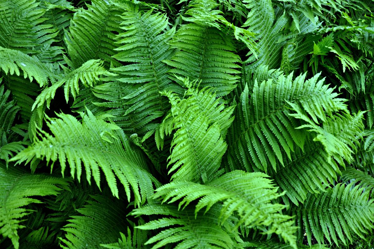 Canicule à l horizon les 10 meilleures plantes pour rafraîchir