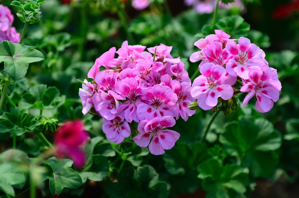 Comment entretenir un géranium zonal ?