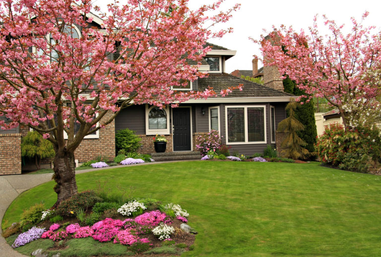 Top Des Plus Beaux Arbres Planter Dans Son Jardin D Broussaillez